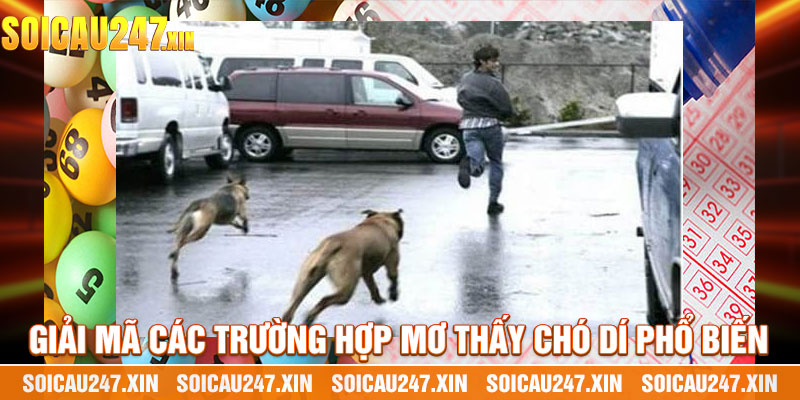 Giải Mã Các Trường Hợp Mơ Thấy Chó Dí Phổ Biến