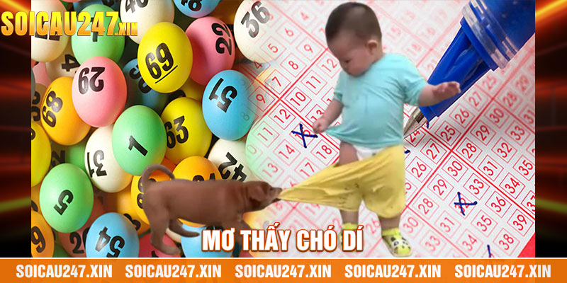 mơ thấy chó dí